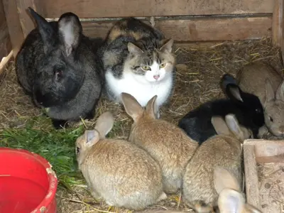 Tiere in diesem Bauernhof oder in der Nähe