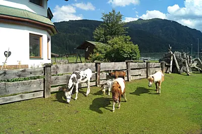 Tiere im Hotel oder in der Nähe