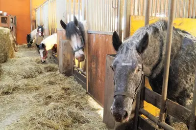 Tiere im Hotel oder in der Nähe