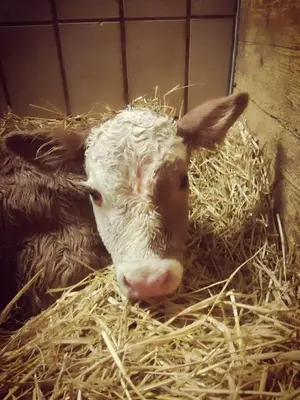 Tiere in der Pension oder in der Nähe