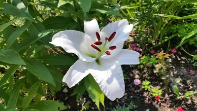 Ein Garten an der Unterkunft Haus Silvia Kraml
