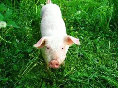 Tiere in der Ferienwohnung oder in der Nähe