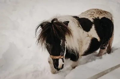 Tiere im Hotel oder in der Nähe