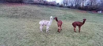 Tiere in der Ferienwohnung oder in der Nähe
