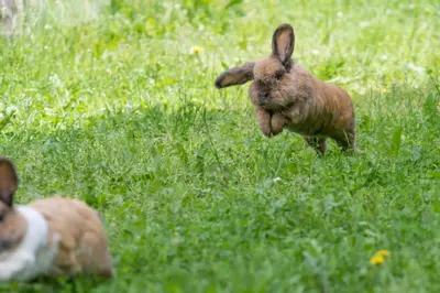 Tiere im Bed & Breakfast oder in der Nähe