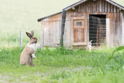 Tiere im Bed & Breakfast oder in der Nähe