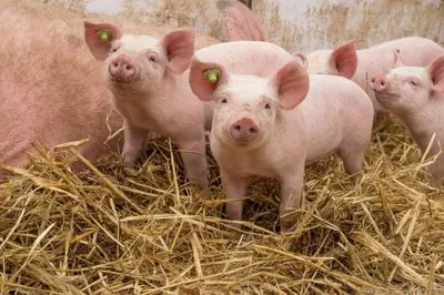 Tiere in der Ferienwohnung oder in der Nähe