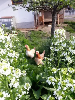 Ein Garten an der Unterkunft Appartments Jandlbauer