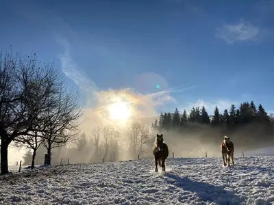 Haslehnerhof im Winter