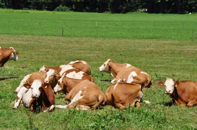 Tiere in der Ferienwohnung oder in der Nähe
