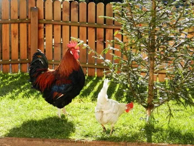 Tiere in der Pension oder in der Nähe