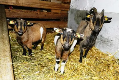 Tiere in der Pension oder in der Nähe