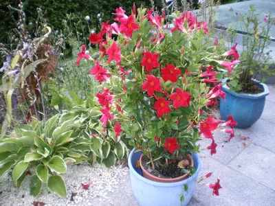 Ein Garten an der Unterkunft Apartment Dahoam