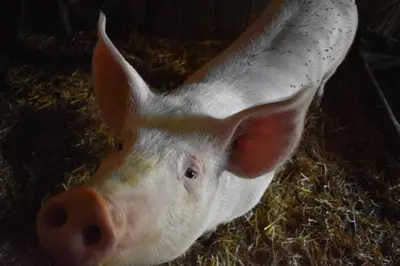 Tiere in der Ferienwohnung oder in der Nähe