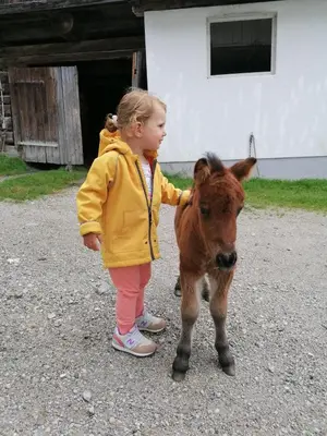 Tiere in der Pension oder in der Nähe