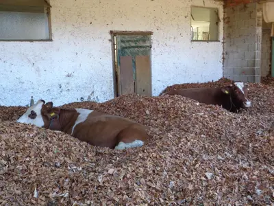 Tiere in der Ferienwohnung oder in der Nähe