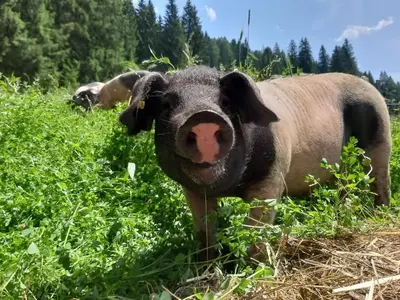 Tiere in der Pension oder in der Nähe