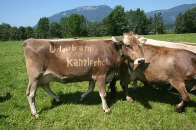 Tiere in der Ferienwohnung oder in der Nähe
