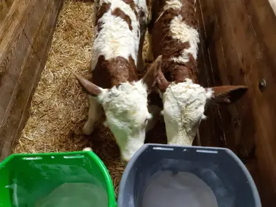 Tiere im Ferienhaus oder in der Nähe