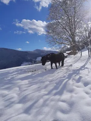 Bauernhütte Niedermaisgut im Winter