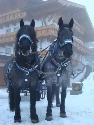 Tiere in der Ferienwohnung oder in der Nähe