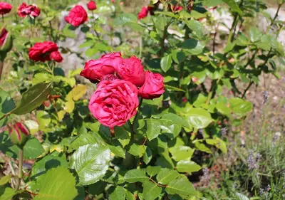 Ein Garten an der Unterkunft Appartements Naturnah