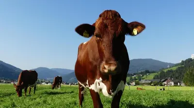 Tiere in der Ferienwohnung oder in der Nähe
