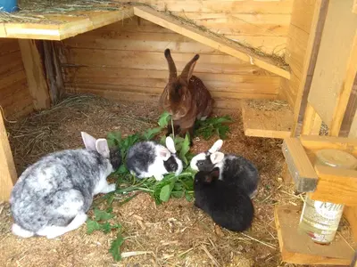 Tiere in der Ferienwohnung oder in der Nähe