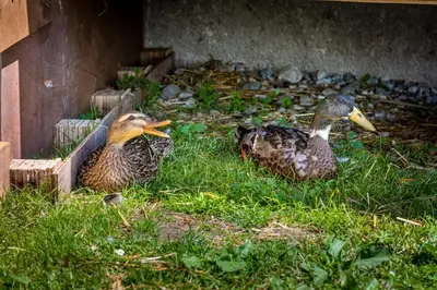 Tiere in der Ferienwohnung oder in der Nähe