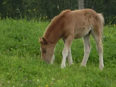 Tiere in diesem Bauernhof oder in der Nähe