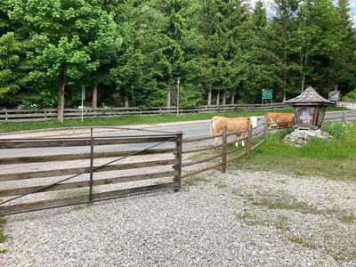 Tiere in der Pension oder in der Nähe