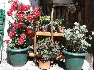 Ein Garten an der Unterkunft Haus Elsasser