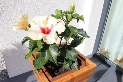 Grundriss der Unterkunft Ambiente