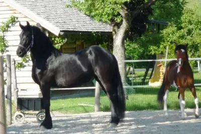 Tiere im Ferienhaus oder in der Nähe