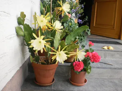 Ein Garten an der Unterkunft Haus Schönleiten