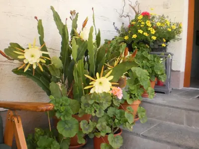 Ein Garten an der Unterkunft Haus Schönleiten