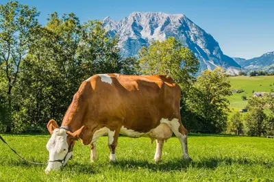 Grundriss der Unterkunft Hüttstädterhof Familie Pötsch