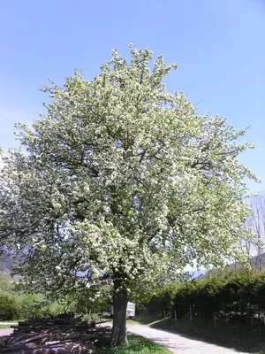 Ein Garten an der Unterkunft Stögergut by Schladming-Appartements