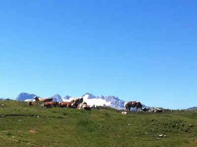 Tiere in der Pension oder in der Nähe