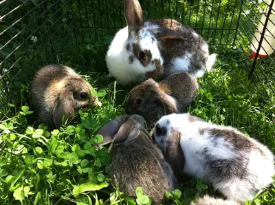 Tiere in der Pension oder in der Nähe