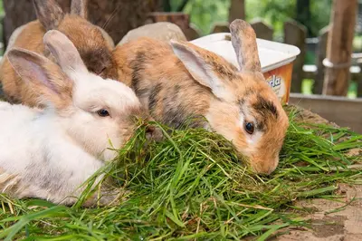 Tiere in der Ferienwohnung oder in der Nähe