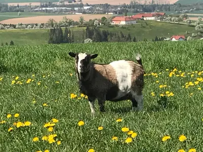Tiere in diesem Bauernhof oder in der Nähe