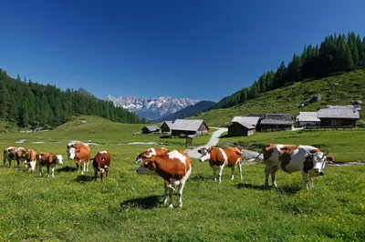 Tiere in der Ferienwohnung oder in der Nähe