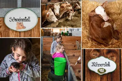 Tiere in diesem Bauernhof oder in der Nähe