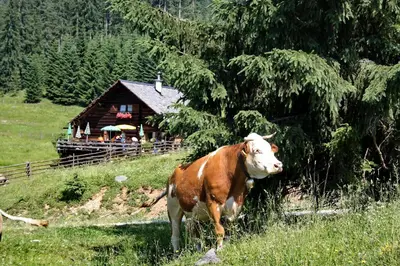 Tiere im Chalet oder in der Nähe