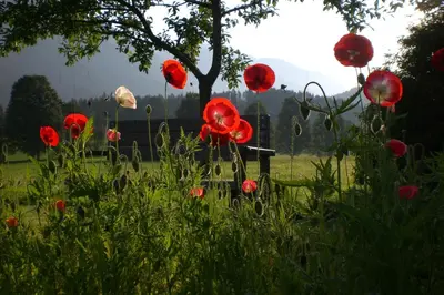 Ein Garten an der Unterkunft Pension Möslehnerhof