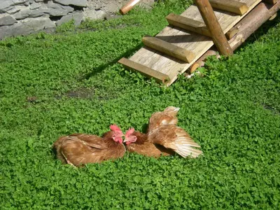 Tiere in der Ferienwohnung oder in der Nähe