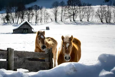 Tiere im Chalet oder in der Nähe