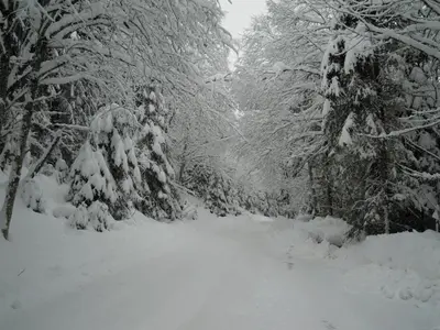 Ferienhaus Höchhäusl im Winter
