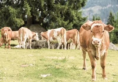 Tiere im Ferienhaus oder in der Nähe